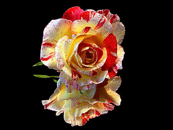 reflection, rose, white, red, single HD wallpaper