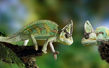 Animals, Couple, Pair, Branch, Basilisk, Reptile HD wallpaper