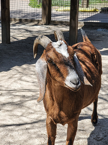 Zoo Goat, horns HD phone wallpaper