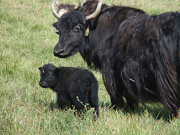 Yak, Striking , Animal kingdom, Visual delight HD wallpaper