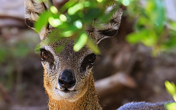 Animals, Leaves, Muzzle, African Antelope HD wallpaper