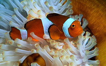 Clownfish , High-definition , Oceanic habitat, Underwater fauna HD wallpaper