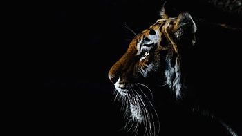 Powerful tiger, Ultra display, Striking , Majestic strength HD wallpaper
