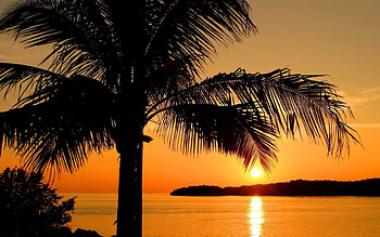 Landscape, Trees, Sunset, Sun, Palms HD wallpaper