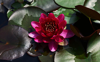 Waterlily, leaves, dark red, flower HD wallpaper