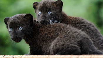 Unleash your wild side, Animal kingdom, Nature's wonders, Captivating beauty HD wallpaper