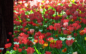 Flowers, Tulips, Park, Greens, Sunny HD wallpaper