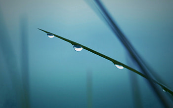 Grass, Background, Macro, Branch, Blurred, Greased HD wallpaper