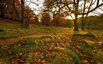 Nature, Trees, Grass, Stones, Autumn, Leaves, Forest, Park HD wallpaper