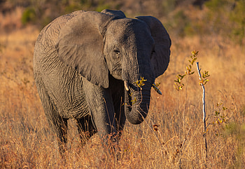 African Forest Elephant, mammal, animal, pachyderm, elephant HD wallpaper