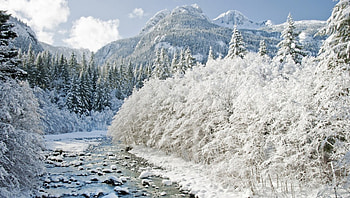 Winter Forest, river, winter, white, frozen, cold, mountain, day, nature, sky, water, forest, ze HD wallpaper