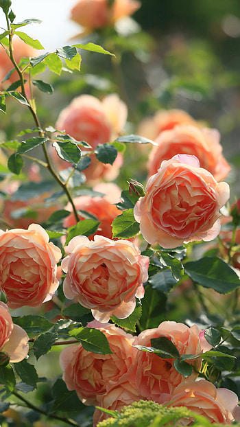 flower, bokeh, nature, rose HD phone wallpaper