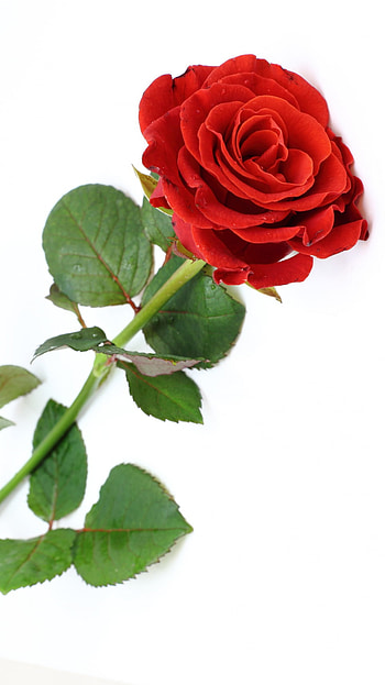 Rose, Adorable Rose HD phone wallpaper