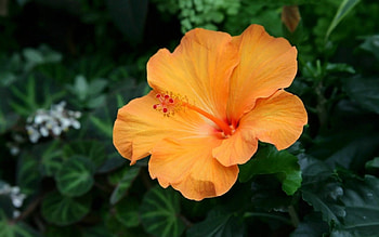 Orange Flower, gorgeous, orange, green, flower HD wallpaper
