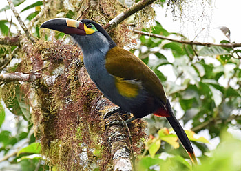 Plate Billed Mountain Toucan, toucan, plate, mountain, billed HD wallpaper