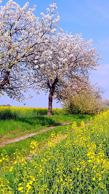 May, Beautiful, Trees Background HD phone wallpaper
