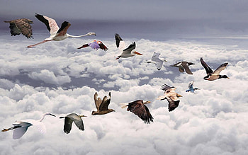 Leaving to a better place, birds, art, flying, leaving, 3d, abstract, clouds, world, sky, migration HD wallpaper
