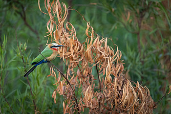 White-fronted Bee-eater, Animal, bee-eater HD wallpaper