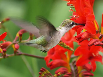 Got It, hummingbird, stem, orange, flower HD wallpaper