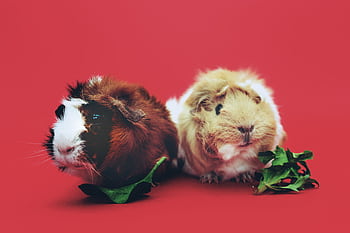 A cute pair of guinea pigs enjoying leaves against a vibrant red backdrop. HD wallpaper