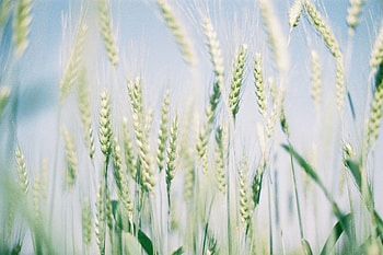 Close up, blur, plants, seeds HD wallpaper