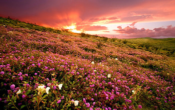 Field sunset, rays, colorful, glow, fiery, wildflowers, amazing, sunset, slope, beautiful, mountain, summer, pretty, field, nature, sky, flowers, lovely HD wallpaper