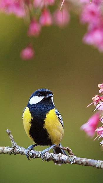 Cute spring birds, , Backgrounds, Cute HD phone wallpaper
