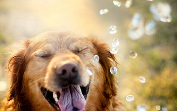 Animals, Drops, Dog, Muzzle, Retriever, Squint, Blink HD wallpaper