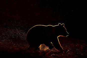 Baby Bear, at night, bear, , baby, beautiful HD wallpaper