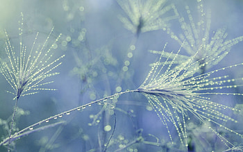 Drops, Macro, Dew, Dandelion, Seed, Seeds HD wallpaper