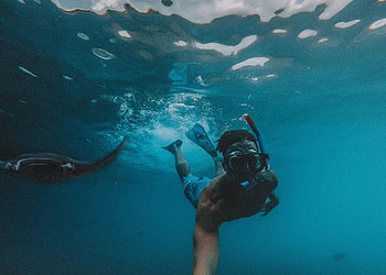 Skate, Snorkeling HD wallpaper
