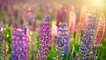 Wild lupines in bloom, nature, lupine HD wallpaper