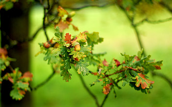 Plants, Acorns HD wallpaper