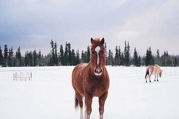 Animals, Winter, Snow, Forest, Horse HD wallpaper