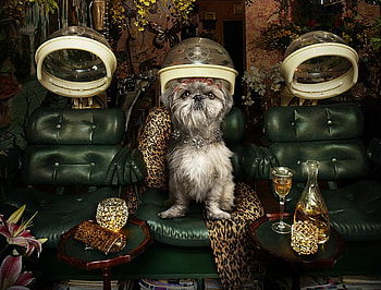 Going to Get his Fur Done, dog, animal, abstract, house HD wallpaper