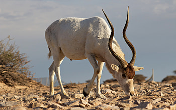 Addax, animal, nature, horns HD wallpaper