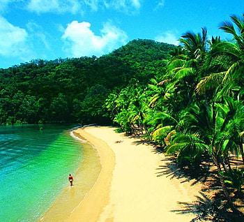 Tropical Beauty, palms, island, tropical, paradise, beach HD wallpaper