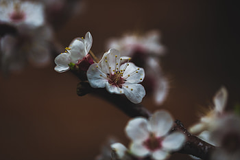Cherry, Sakura, Flower, Macro, Bloom, Flowering HD wallpaper