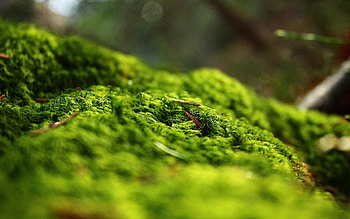 Forest Springtime, nature, forest HD wallpaper