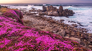 Pink wildflowers on a rocky beach, summer, wildflowers, sea, coast, icean, view, beautiful, rocks, waves HD wallpaper