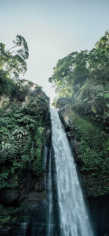 Jungle nature , background, Lush greenery, Natural paradise HD phone wallpaper