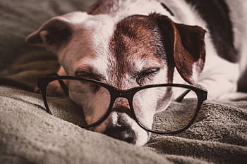 Cute Jack Russell Terrier wearing glasses while napping indoors on a soft blanket. HD wallpaper