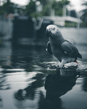 Animals, Water, Parrots, Bird, Grey HD phone wallpaper