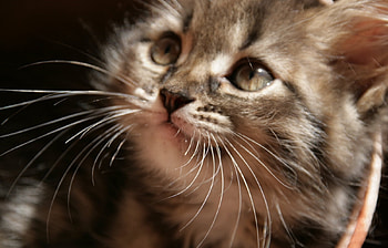 Animals, Cats HD wallpaper