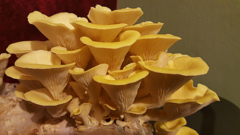 Pleurotus citrinopileatus, Golden oyster mushrooms, Health benefits, Mushroom identification HD wallpaper