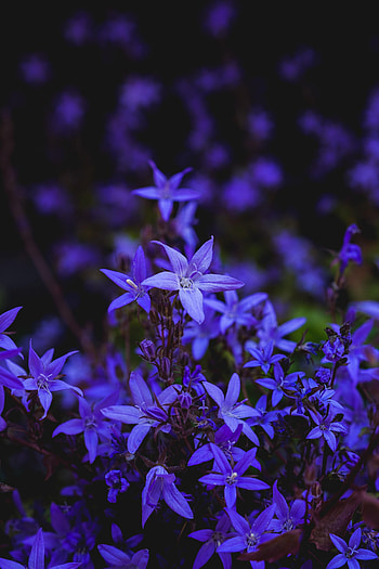Flowers, Flower, Bloom, Flowering, Bell HD phone wallpaper