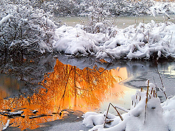 Reflections, winter, covered, frozen, reflection, snow, bushes, nature, water HD wallpaper