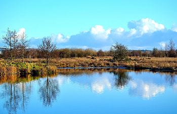 Nature, Grass, Lake, Reflection HD wallpaper