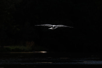 Animals, Dark, Bird, Flight, Wings HD wallpaper