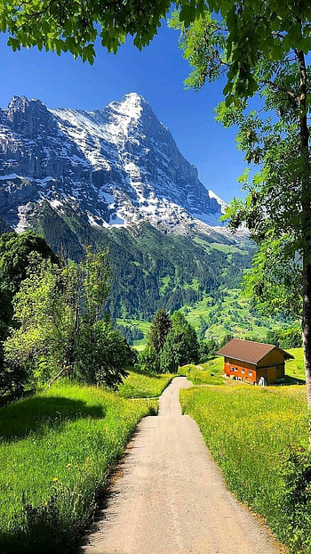 Beautiful Nature, Green Background HD phone wallpaper